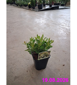 Weigela 'Picobella Bianco'® C 1,4 L